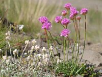Armeria alpina 10, Saxifraga-Luuk Vermeer