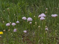 Armeria arenaria 11, Saxifraga-Willem van Kruijsbergen