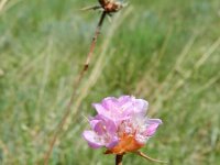 Armeria arenaria 12, Saxifraga-Rutger Barendse