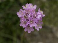 Armeria arenaria ssp arenaria 2, Saxifraga-Jan van der Straaten