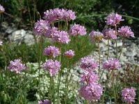 Armeria arenaria ssp arenaria 3, Saxifraga-Jan van der Straaten