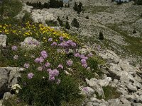Armeria arenaria ssp arenaria 4, Saxifraga-Jan van der Straaten