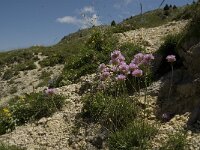 Armeria arenaria ssp arenaria 5, Saxifraga-Jan van der Straaten