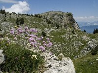 Armeria arenaria ssp arenaria 6, Saxifraga-Willem van Kruijsbergen