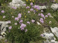 Armeria arenaria ssp arenaria 7, Saxifraga-Willem van Kruijsbergen