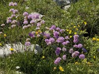 Armeria arenaria ssp arenaria 8, Saxifraga-Willem van Kruijsbergen