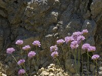 Armeria arenaria ssp arenaria 9, Saxifraga-Willem van Kruijsbergen