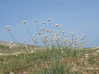 Armeria canescens ssp dalmatica 3, Saxifraga-Jasenka Topic