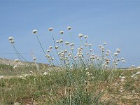 Armeria canescens ssp dalmatica 3, Saxifraga-Jasenka Topic