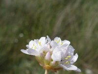 Armeria canescens ssp dalmatica 4, Saxifraga-Jasenka Topic