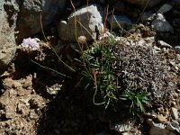 Armeria cantabrica 3, Saxifraga-Ed Stikvoort : Espinama - Fuente Dé - Regugio de Aliva s9900