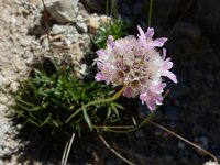 Armeria cantabrica 4, Saxifraga-Ed Stikvoort : Espinama - Fuente Dé - Regugio de Aliva s9900