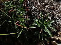 Armeria cantabrica 5, Saxifraga-Ed Stikvoort : Espinama - Fuente Dé - Regugio de Aliva s9900