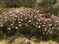 Armeria pungens 12, Saxifraga-Willem van Kruijsbergen
