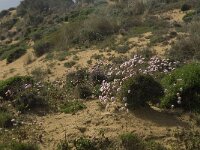 Armeria pungens 15, Saxifraga-Jan van der Straaten