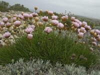 Armeria pungens 17, Saxifraga-Jan van der Straaten