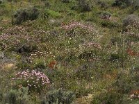 Armeria pungens 20, Saxifraga-Jan van der Straaten