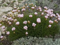 Armeria pungens 23, Saxifraga-Willem van Kruijsbergen
