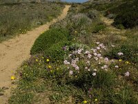 Armeria pungens 30, Saxifraga-Jan van der Straaten