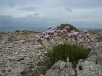 Armeria pungens 32, Saxifraga-Willem van Kruijsbergen