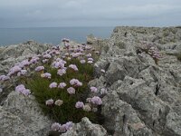 Armeria pungens 33, Saxifraga-Willem van Kruijsbergen
