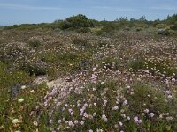 Armeria pungens 39, Saxifraga-Willem van Kruijsbergen