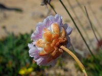 Armeria pungens 40, Saxifraga-Ed Stikvoort