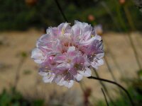 Armeria pungens 41, Saxifraga-Ed Stikvoort
