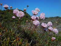 Armeria pungens 42, Saxifraga-Ed Stikvoort
