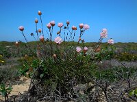 Armeria pungens 44, Saxifraga-Ed Stikvoort