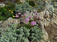 Armeria pungens 52, Saxifraga-Hans Grotenhuis