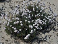 Armeria pungens 7, Saxifraga-Jan van der Straaten