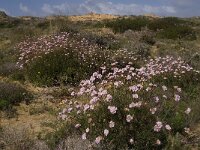 Armeria pungens 9, Saxifraga-Jan van der Straaten