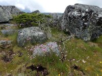 Armeria sampaioi 11, Saxifraga-Ed Stikvoort