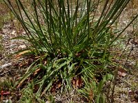 Armeria sampaioi 4, Saxifraga-Ed Stikvoort