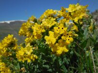 Arnebia pulchra 2, Saxifraga-Ed Stikvoort