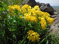 Arnebia pulchra 3, Saxifraga-Ed Stikvoort