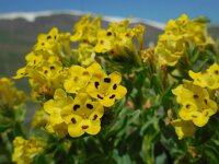 Arnebia pulchra 4, Saxifraga-Ed Stikvoort