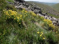 Arnebia pulchra 5, Saxifraga-Ed Stikvoort