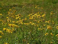 Arnica montana 3, Valkruid, Saxifraga-Hans Dekker