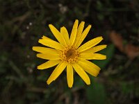 Arnica montana 30, Valkruid, Saxifraga-Hans Dekker