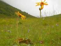 Arnica montana 38, Valkruid, Saxifraga-Ed Stikvoort