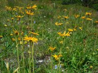 Arnica montana 44, Valkruid, Saxifraga-Ed Stikvoort