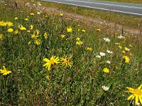 Arnica montana 47, Valkruid, Saxifraga-Hans Dekker