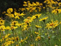 Arnica montana 51, Valkruid, Saxifraga-Hans Dekker