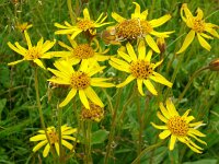 Arnica montana 81, Valkruid, Saxifraga-Hans Grotenhuis