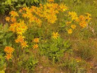 Arnica montana 85, Valkruid, Saxifraga-Peter Meininger