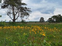 Arnica montana 86, Valkruid, Saxifraga-Peter Meininger