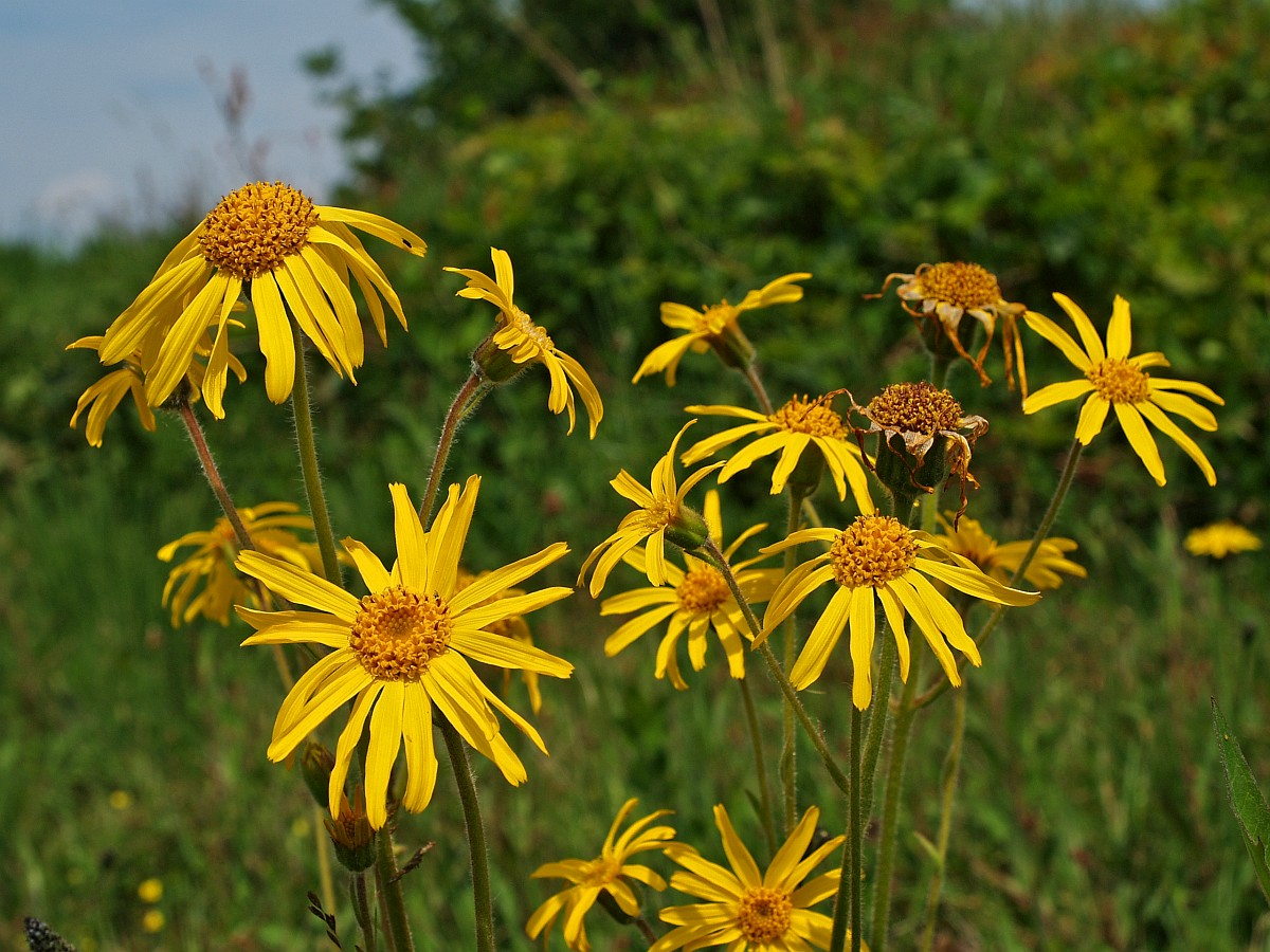 Resultado de imagem para arnica montana