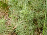 Artemisia alba 1, Saxifraga-Rutger Barendse